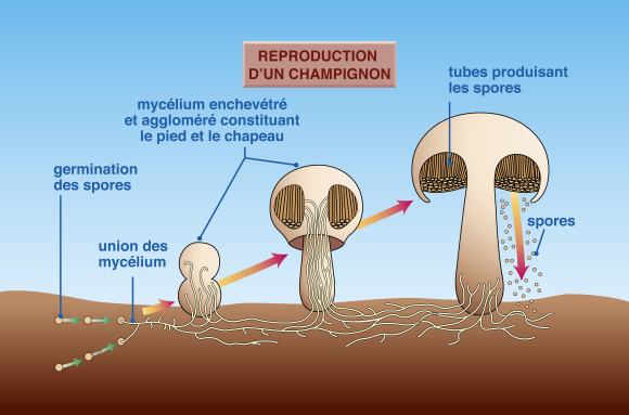 Champignon - Cycle de développement d'un champignon